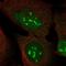 Double homeobox protein 4 antibody, HPA058451, Atlas Antibodies, Immunofluorescence image 