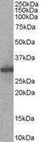 Four And A Half LIM Domains 1 antibody, MBS420291, MyBioSource, Western Blot image 