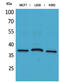 CD79b Molecule antibody, A01399, Boster Biological Technology, Western Blot image 