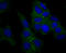 Nectin Cell Adhesion Molecule 2 antibody, A08081-3, Boster Biological Technology, Immunocytochemistry image 