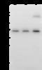 mH2A1 antibody, 104736-T32, Sino Biological, Western Blot image 