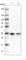 Chromosome 11 Open Reading Frame 54 antibody, HPA040088, Atlas Antibodies, Western Blot image 