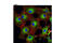 Lysyl-TRNA Synthetase antibody, 9990S, Cell Signaling Technology, Immunofluorescence image 