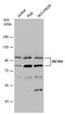 DNA replication licensing factor MCM4 antibody, PA5-78055, Invitrogen Antibodies, Western Blot image 