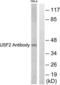 Upstream stimulatory factor 2 antibody, LS-C118632, Lifespan Biosciences, Western Blot image 