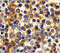C-C Motif Chemokine Receptor 3 antibody, 1105, ProSci, Immunohistochemistry frozen image 