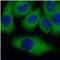 Mitogen-Activated Protein Kinase 1 antibody, FNab02846, FineTest, Immunofluorescence image 