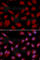 CD3 antibody, A1753, ABclonal Technology, Immunofluorescence image 
