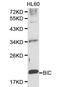 BH3 Interacting Domain Death Agonist antibody, LS-C192661, Lifespan Biosciences, Western Blot image 