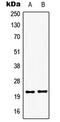 Goosecoid Homeobox 2 antibody, MBS821366, MyBioSource, Western Blot image 