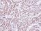 Serine/Threonine Kinase 4 antibody, NBP1-31233, Novus Biologicals, Immunohistochemistry frozen image 