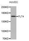 Fms Related Tyrosine Kinase 4 antibody, orb373289, Biorbyt, Western Blot image 
