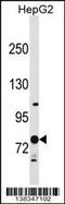 Ring Finger Protein 145 antibody, 59-774, ProSci, Western Blot image 