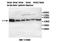Tubulin Beta 3 Class III antibody, MBS416217, MyBioSource, Western Blot image 