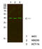 CCAAT Enhancer Binding Protein Beta antibody, STJ99653, St John