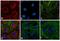 Rat IgG Isotype Control antibody, SA5-10027, Invitrogen Antibodies, Immunofluorescence image 