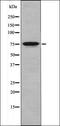 Neuropeptide S receptor antibody, orb335632, Biorbyt, Western Blot image 