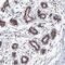TatD DNase Domain Containing 2 antibody, PA5-57833, Invitrogen Antibodies, Immunohistochemistry frozen image 