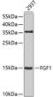 HBGF-1 antibody, 13-246, ProSci, Western Blot image 