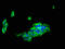 CD85j antibody, CSB-PA847747LA01HU, Cusabio, Immunofluorescence image 