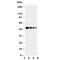SED1 antibody, R31046, NSJ Bioreagents, Western Blot image 