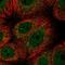 Chromosome 20 Open Reading Frame 27 antibody, NBP2-14399, Novus Biologicals, Immunofluorescence image 