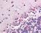 Alkaline Phosphatase, Placental antibody, 48-983, ProSci, Immunohistochemistry paraffin image 