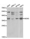 WD Repeat Domain 5 antibody, TA332503, Origene, Western Blot image 