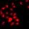 Histone Cluster 3 H3 antibody, orb412159, Biorbyt, Immunofluorescence image 