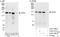 Desmoglein 2 antibody, A303-758A, Bethyl Labs, Immunoprecipitation image 
