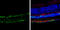 SRY-Box 2 antibody, GTX101507, GeneTex, Immunohistochemistry frozen image 