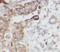 MHC Class I Polypeptide-Related Sequence B antibody, FNab05180, FineTest, Immunohistochemistry frozen image 