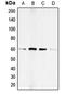 SMAD Family Member 1 antibody, LS-C352485, Lifespan Biosciences, Western Blot image 