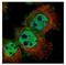 LYN Proto-Oncogene, Src Family Tyrosine Kinase antibody, NBP2-17188, Novus Biologicals, Immunofluorescence image 