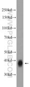 Sprouty RTK Signaling Antagonist 4 antibody, 22765-1-AP, Proteintech Group, Western Blot image 