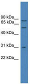 Valosin Containing Protein antibody, TA342593, Origene, Western Blot image 