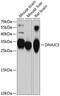 DnaJ Heat Shock Protein Family (Hsp40) Member C5 antibody, GTX66031, GeneTex, Western Blot image 