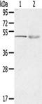 Blood group Rh(CE) polypeptide antibody, TA351595, Origene, Western Blot image 