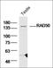 RAD50 Double Strand Break Repair Protein antibody, orb185928, Biorbyt, Western Blot image 