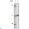 TYRO3 Protein Tyrosine Kinase antibody, LS-C812858, Lifespan Biosciences, Western Blot image 
