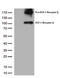 Insulin Like Growth Factor 1 Receptor antibody, TA807835, Origene, Western Blot image 