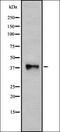 Probable G-protein coupled receptor 125 antibody, orb336403, Biorbyt, Western Blot image 