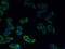 Cation Channel Sperm Associated 2 antibody, A58434-100, Epigentek, Immunofluorescence image 