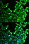 Fibroblast growth factor receptor 2 antibody, LS-C331875, Lifespan Biosciences, Immunofluorescence image 