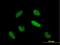 TIA1 Cytotoxic Granule Associated RNA Binding Protein Like 1 antibody, H00007073-B01P, Novus Biologicals, Immunofluorescence image 