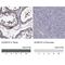 ENaCD antibody, NBP1-85004, Novus Biologicals, Immunohistochemistry paraffin image 
