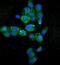 Hydroxypyruvate Isomerase (Putative) antibody, A14191-2, Boster Biological Technology, Immunofluorescence image 