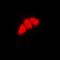 p53 antibody, orb338974, Biorbyt, Immunocytochemistry image 