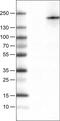Phospholipase A2 Receptor 1 antibody, MA5-24608, Invitrogen Antibodies, Western Blot image 