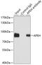 Acylaminoacyl-Peptide Hydrolase antibody, 19-927, ProSci, Immunoprecipitation image 